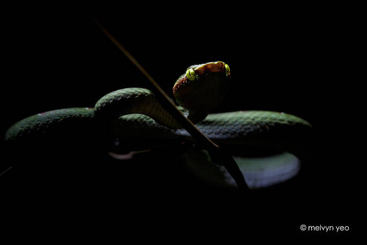 Wagler's Pit Viper