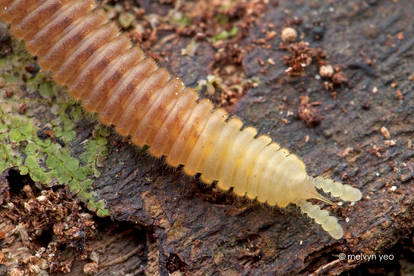 Sucking Millipede