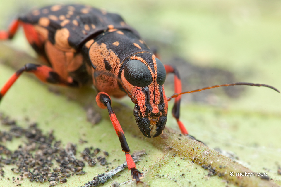 Fungus weevil