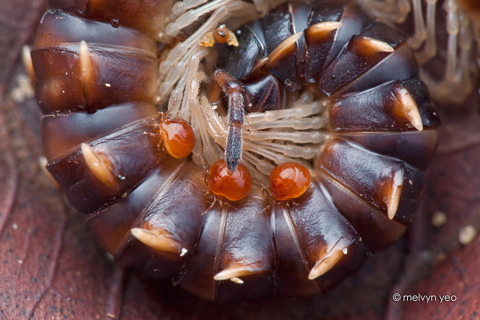 Mites strolling along millipede