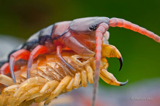 Freshly moulted centipede