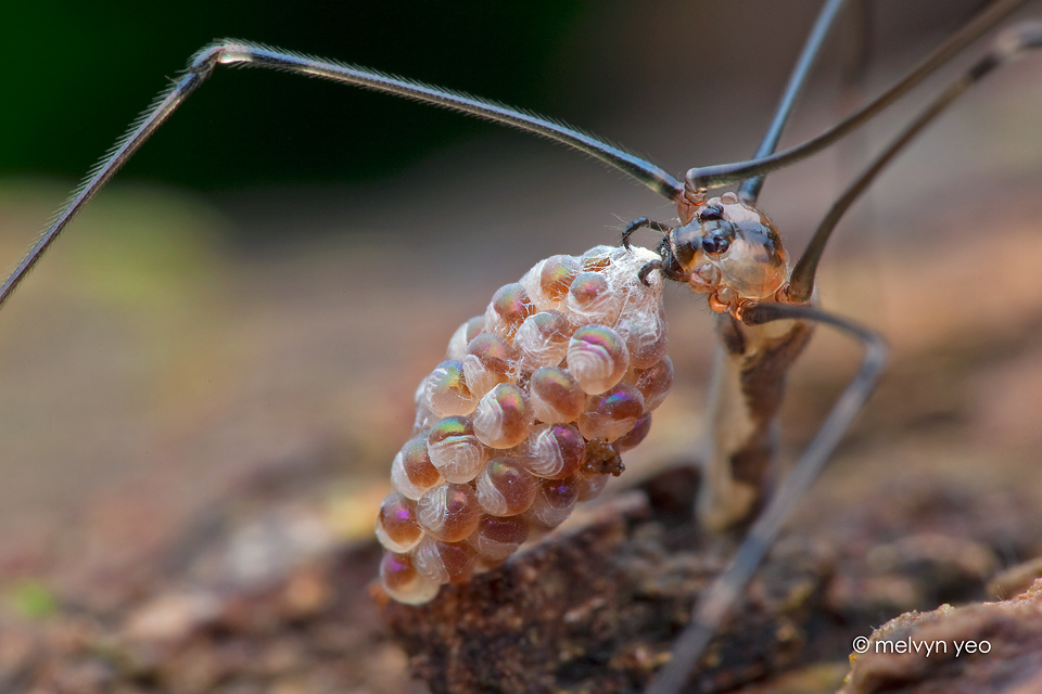 mommy long legs and eggs, i found this spider with her eggs…