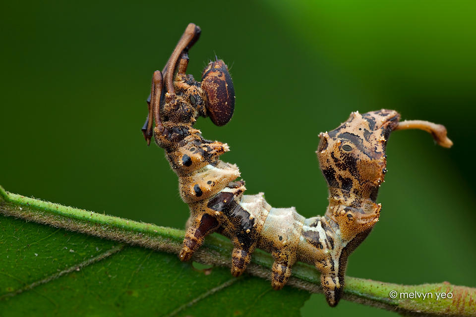 Lobster Moth Caterpillar
