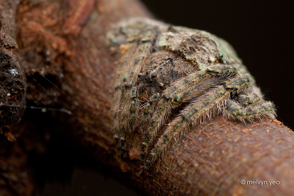 pix Wrap Around Spider Camouflage wrap around spider by melvynyeo on deviantart
