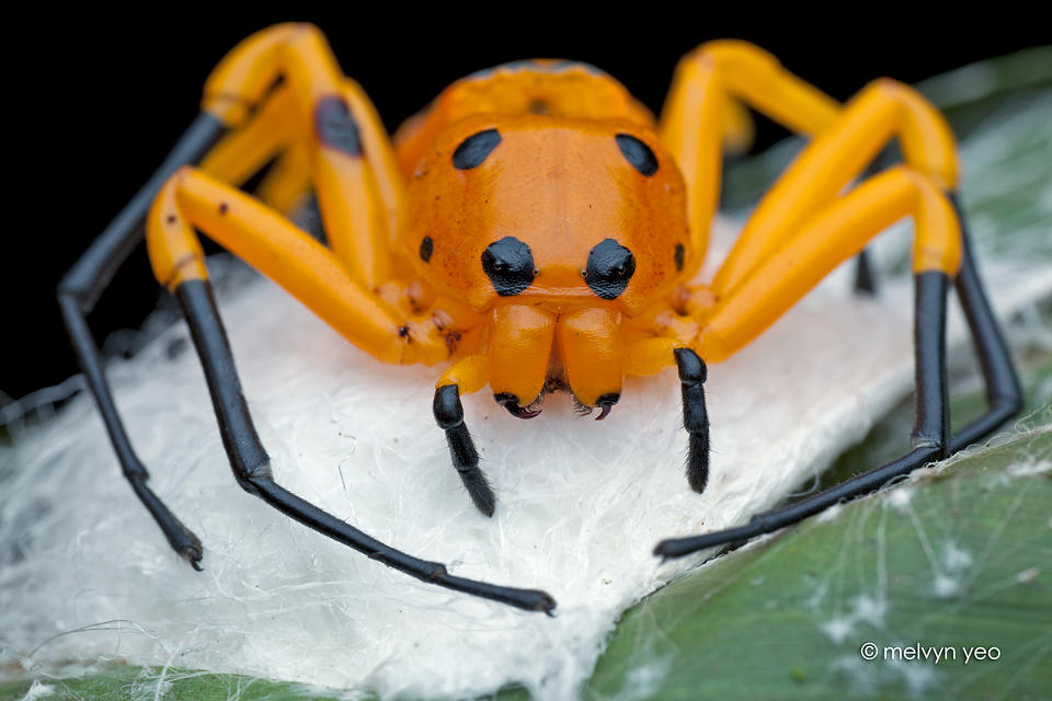 Eight Spotted Crab Spider by melvynyeo on DeviantArt