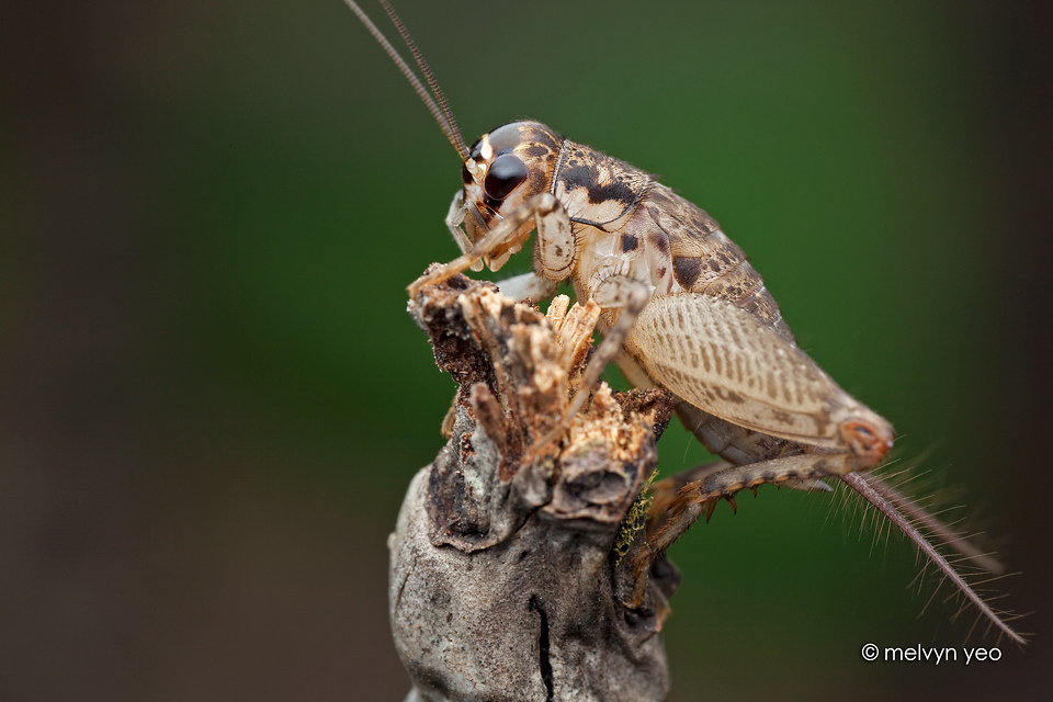 A simple cricket shot