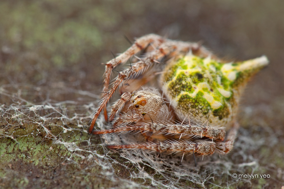 Orb Weaver Spider