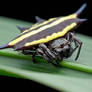 Orb Weaver Spider