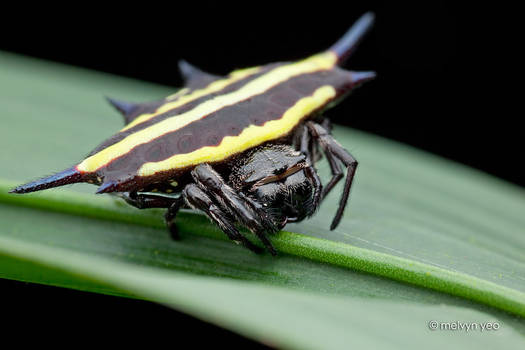 Orb Weaver Spider