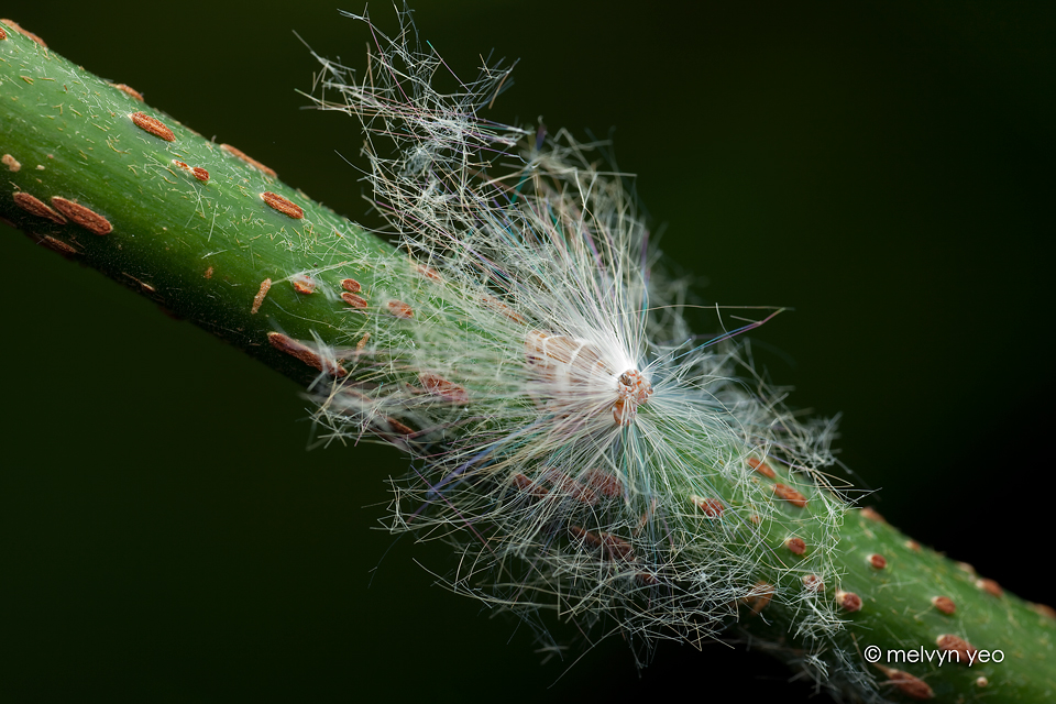 Fake dandelion