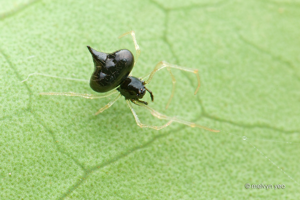 Chrysso nigra