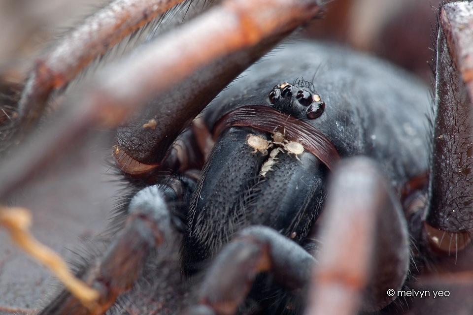 What Is A Trap Door Spider?