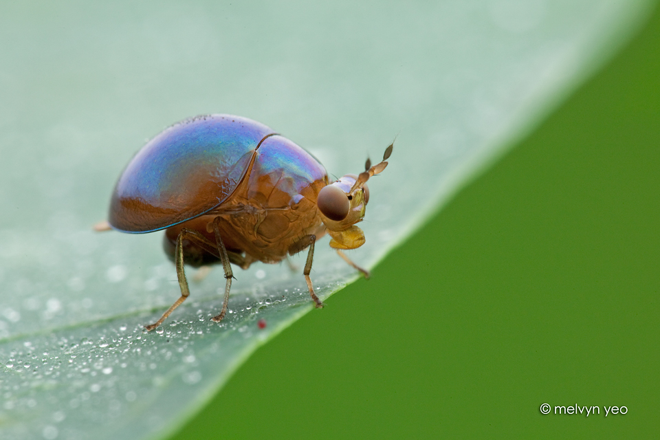 Beetle Fly,Celyphidae