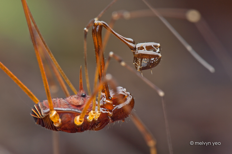 Harvestman