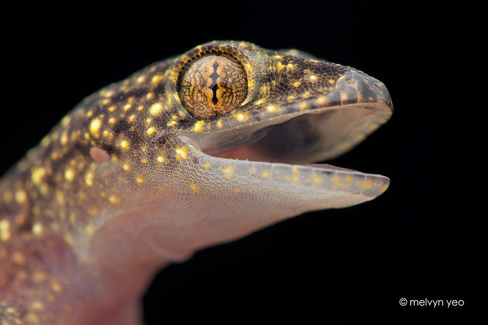 Gecko by melvynyeo