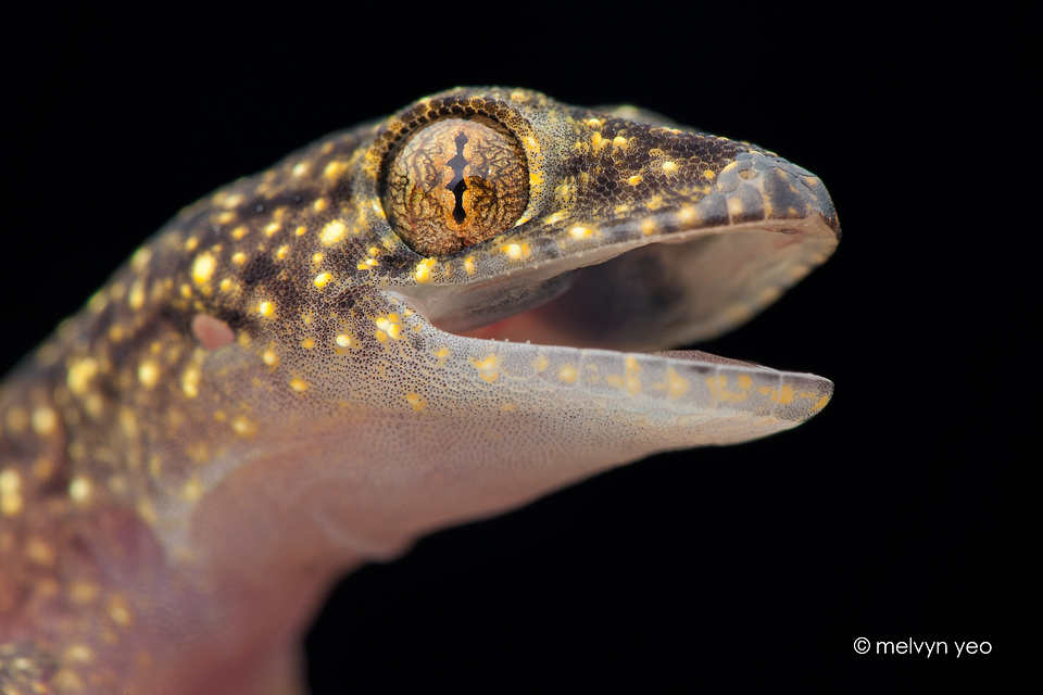 Gecko Deviantart Gecko by melvynyeo on DeviantArt