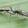 Ant mimic Jumping Spider