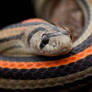 Striped Kukri Snake (Oligodon octolineatus)