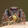 Jumping spider