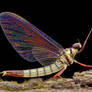 Mayfly with beautiful iridescence wing