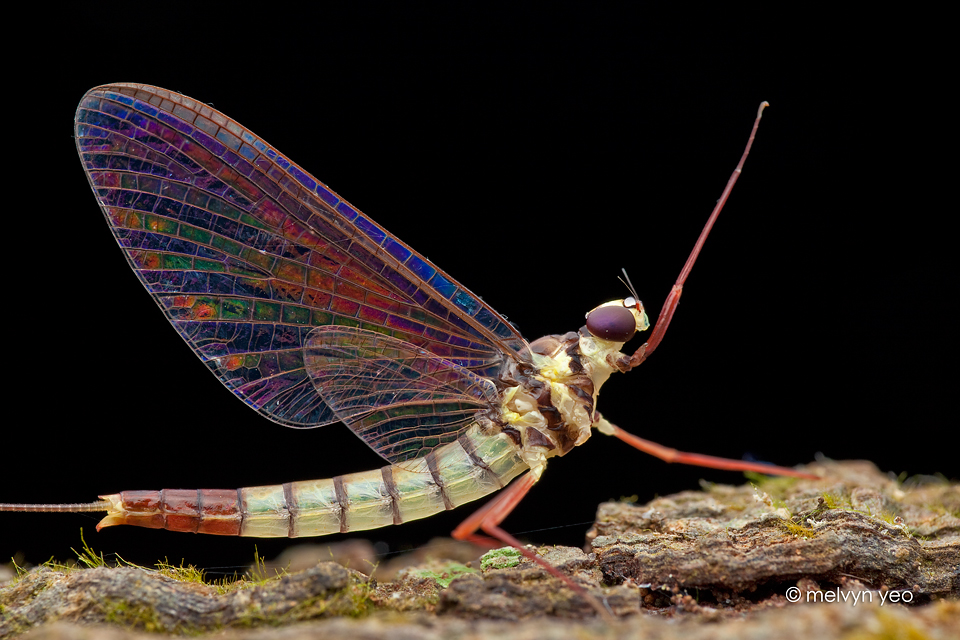 Mayfly with beautiful iridescence wing