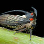 Treehopper with mites