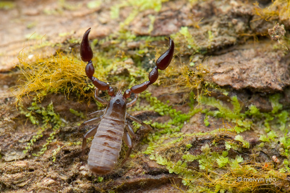 Pseudoscorpion