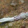 Unknown Planthopper Nymph