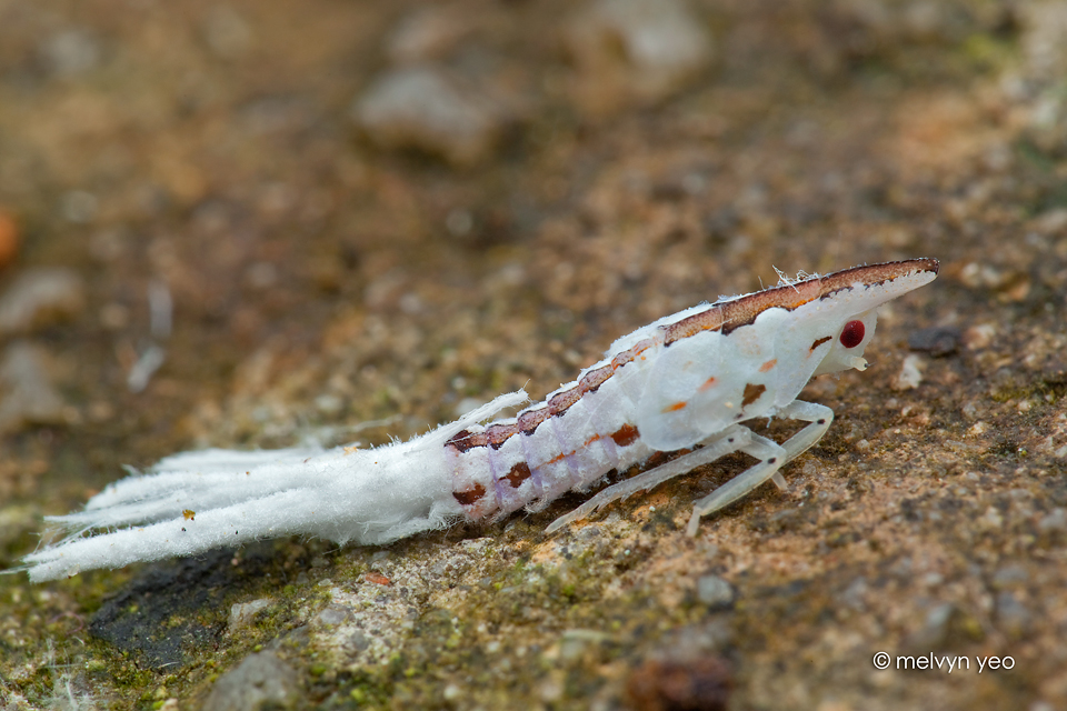 Unknown Planthopper Nymph