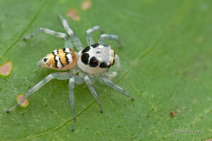 Phintella bifurcilinea