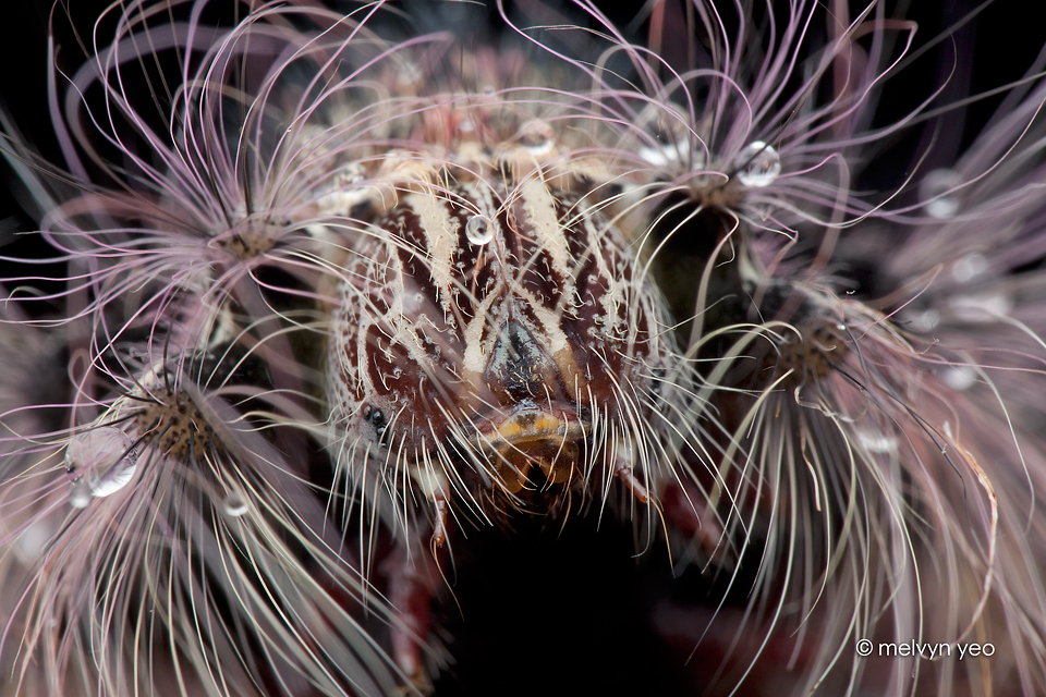 Hairy Caterpillar