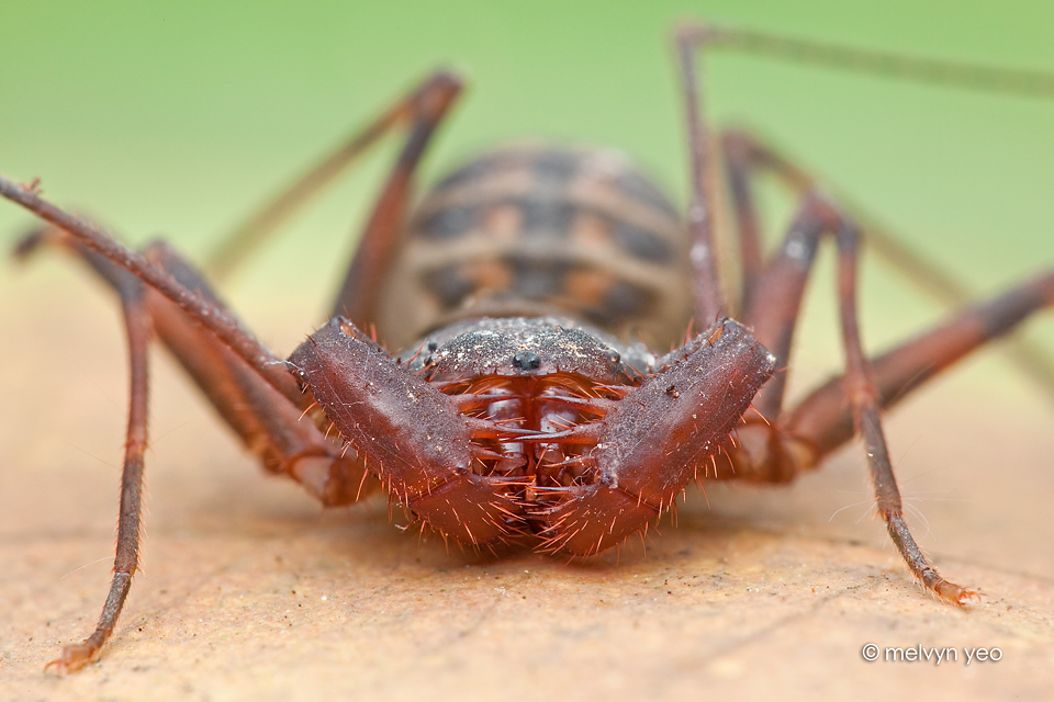 Amblypygi