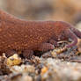 Velvet Worm