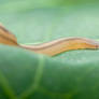 Terrestrial Ribbon Worm