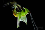 Moulting Katydid by melvynyeo