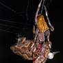 Garden Spider eating a Painted Chorus Frog