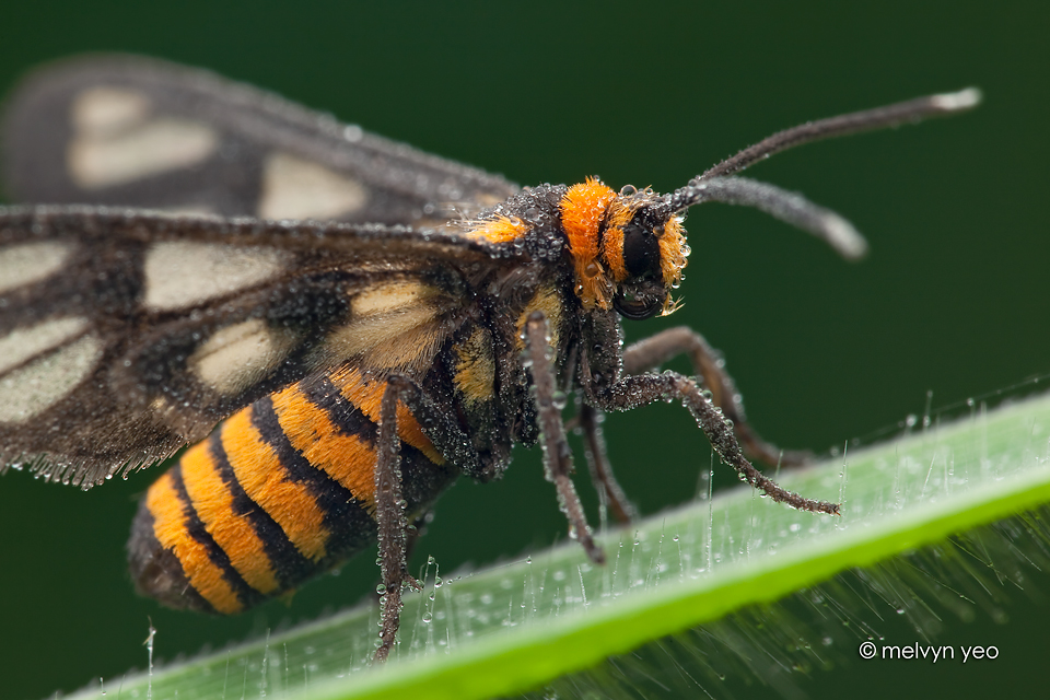 Dewy Day Flying Moth