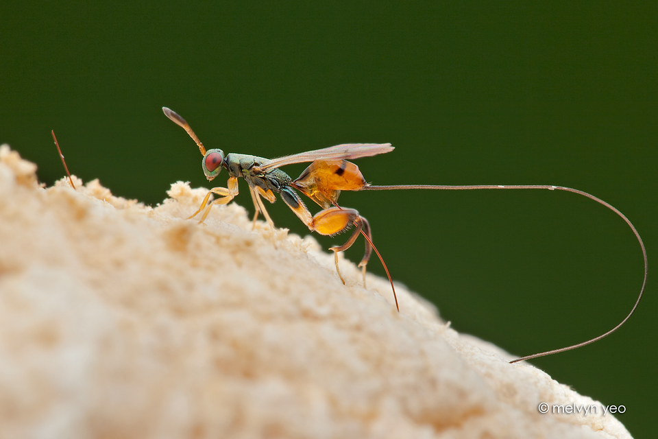 Mantis Parasitic Wasp (Podagrion sp.)