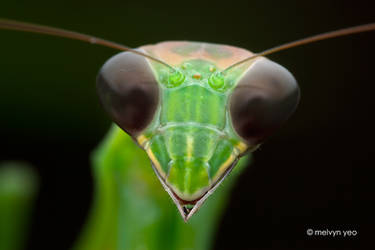 Simple Mantis Portrait