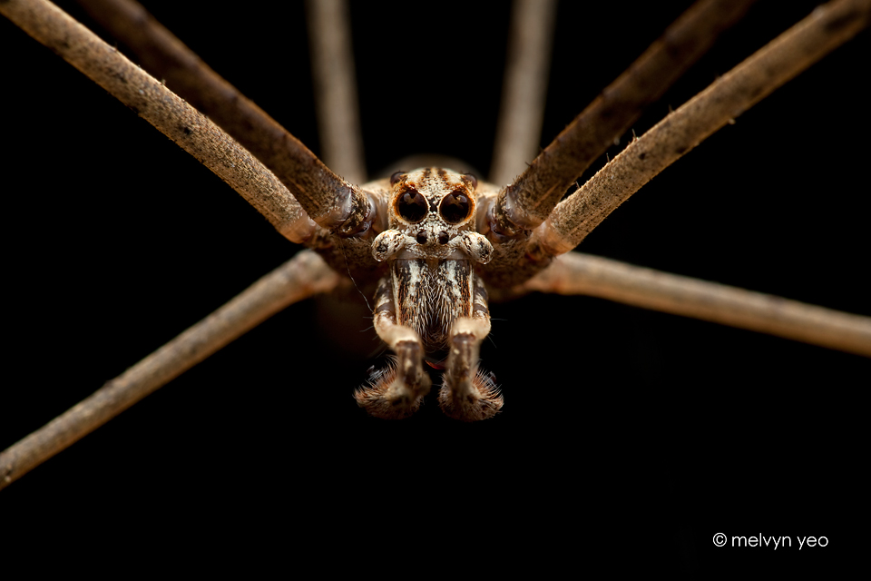 Male Ogre faced spider