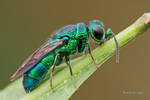 Cuckoo wasp by melvynyeo