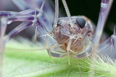 Close up of a Thereuopoda longicornis