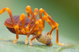 Sandokanid having a snail snack.