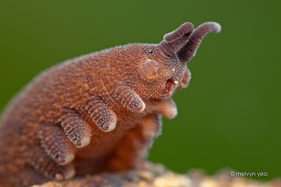 Velvet worm says..... Give me a hug!