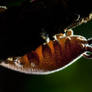 Backlit velvet worm