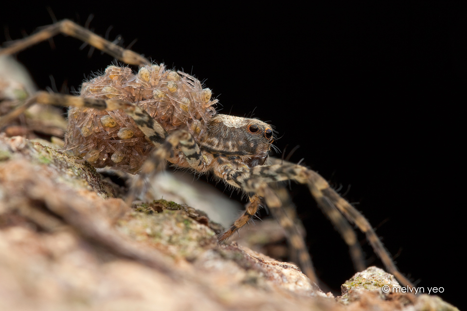 Wolf Spider with Babies