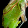 Moulting Katydid