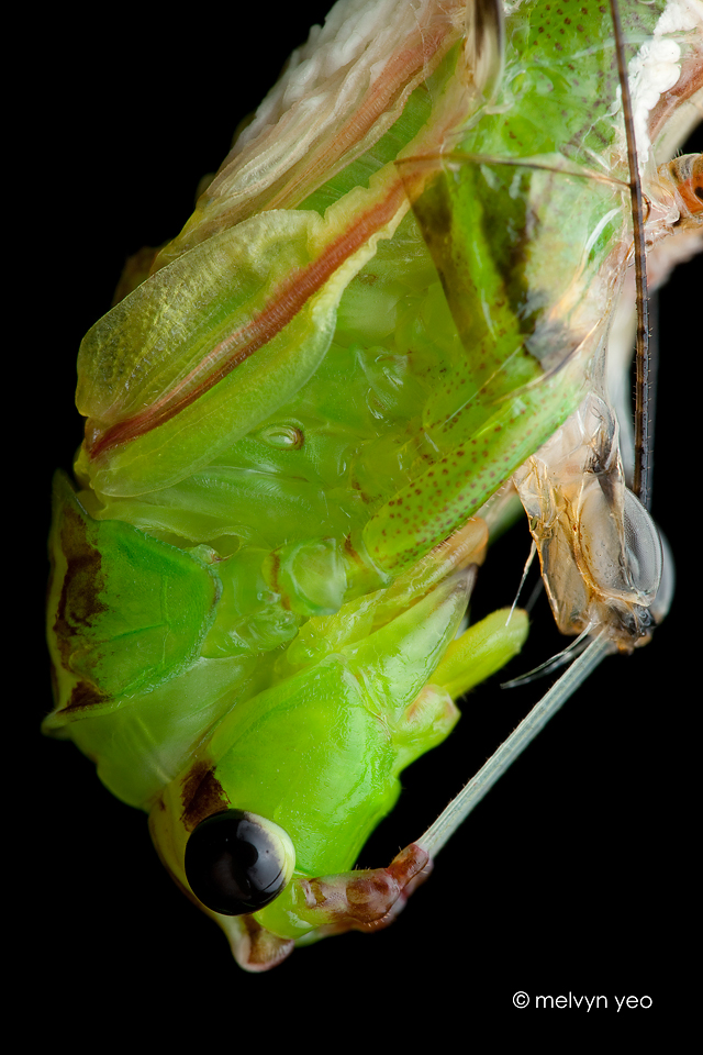 Moulting Katydid