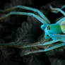 UV Florescence Huntsman Spider