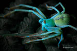 UV Florescence Huntsman Spider by melvynyeo